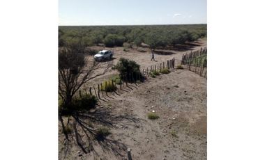 VENDO CAMPO GANADERO EN CARMENSA GENERAL ALVEAR MENDOZA