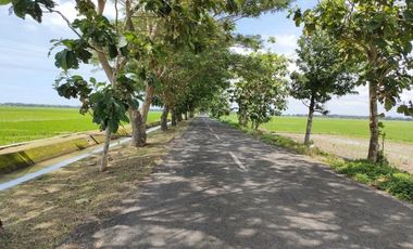 Kavling Tanah SHM, 10 Menit Pasar Jenar Purworejo