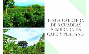 FINCA DE 8 CUADRAS SEMBRADA EN CAFE Y PLATANO 4850