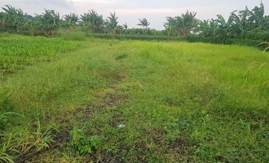 Dekat Stasiun Cigombong, Kavling Perumahan, Pinggir Jalan Raya