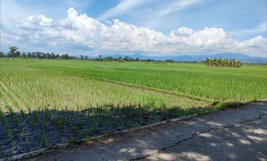 JL. SANGUBANYU PURWOREJO: TANAH 500 RB-AN/M LUASAN 170 M2