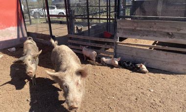 RANCHO EN VENTA  CON CABALLERIZAS LOS RAMONES NL