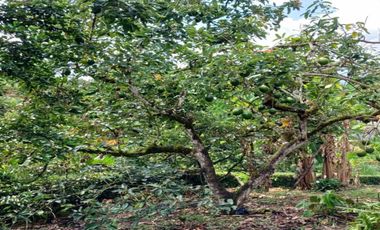 FINCA EN ARRIENDO UBICADA EN BARBOSA SECTOR VEREDA LAS LAJAS