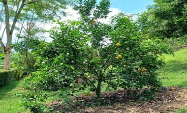 FINCA EN ARRIENDO UBICADA EN BARBOSA SECTOR VEREDA LAS LAJAS