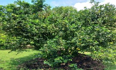 FINCA EN ARRIENDO UBICADA EN BARBOSA SECTOR VEREDA LAS LAJAS
