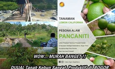 Tanah Kebun Durian Produktif di Bogor MURAH Bangeet