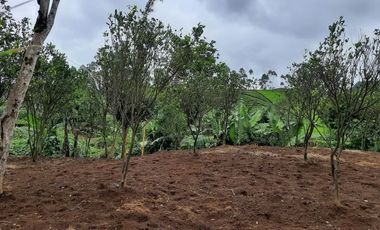 VILLA MURAH DI CIWIDEY BONUS KEBUN JERUK | DBPro