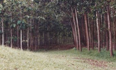 Se Vende Finca Agropecuaria 70 Ha Lago Gatun usd$42,858,oox Ha.