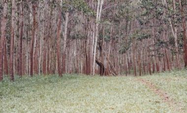 Se Vende Finca Agropecuaria 70 Ha Lago Gatun usd$42,858,oox Ha.
