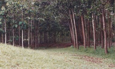 Se Vende Finca Agropecuaria 70 Ha Lago Gatun usd$42,858,oox Ha.