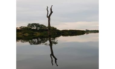 Se Vende Finca Agropecuaria 70 Ha Lago Gatun usd$42,858,oox Ha.
