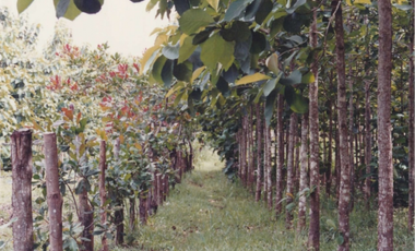 Se Vende Finca Agropecuaria 70 Ha Lago Gatun usd$42,858,oox Ha.
