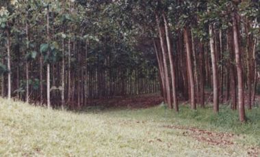 Se Vende Finca Agropecuaria 70 Ha Lago Gatun usd$42,858,oox Ha.