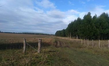 45 Has. Estación Yeruá, Entre Ríos