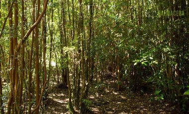 Agrícola en Venta en Campo de 20 Ha en sector Río Pescado, a 8,5km desde la ruta 225