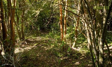 Agrícola en Venta en Campo de 20 Ha en sector Río Pescado, a 8,5km desde la ruta 225