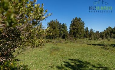 Agrícola en Venta en Campo de 20 Ha en sector Río Pescado, a 8,5km desde la ruta 225