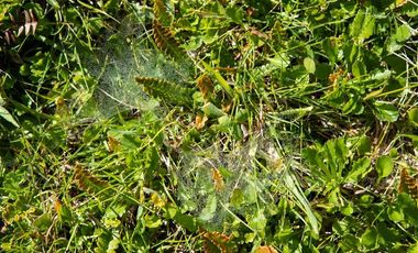 Agrícola en Venta en Campo de 20 Ha en sector Río Pescado, a 8,5km desde la ruta 225