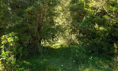 Agrícola en Venta en Campo de 20 Ha en sector Río Pescado, a 8,5km desde la ruta 225