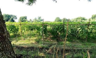Agricultural Lot in Nueva Ecija