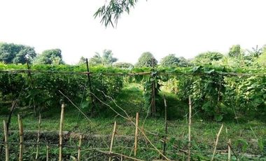 Agricultural Lot in Nueva Ecija