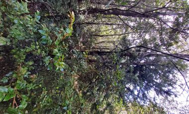 Venta Parcela Maullín