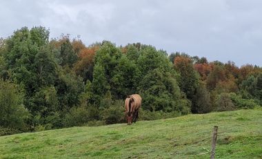 Venta Parcela Maullín