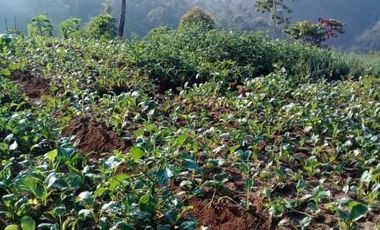 Jual Tanah Pertanian 100 Ha Di Pangalengan Kota Bandung