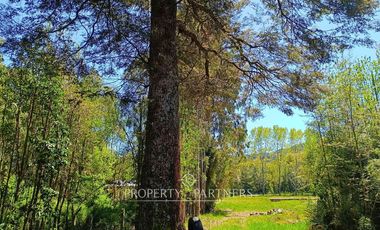 Terreno con Galpones, Casa y Bodegas Riñihue ¡Gran oportunidad de inversión !