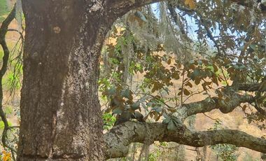 VENTA RANCHO AGUA NACIDA MINERAL DEL CHICO $61.8 el m2