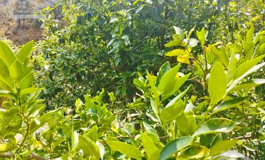 VENTA RANCHO AGUA NACIDA MINERAL DEL CHICO $61.8 el m2