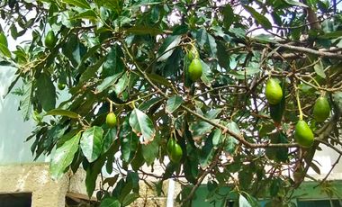 VENTA RANCHO AGUA NACIDA MINERAL DEL CHICO $61.8 el m2