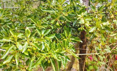 VENTA RANCHO AGUA NACIDA MINERAL DEL CHICO $61.8 el m2