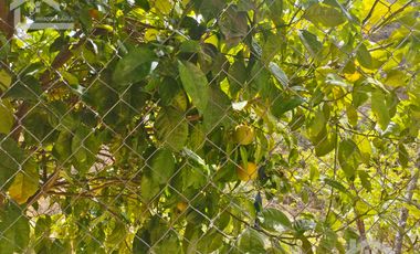 VENTA RANCHO AGUA NACIDA MINERAL DEL CHICO $61.8 el m2