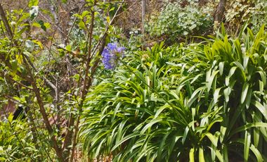 VENTA RANCHO AGUA NACIDA MINERAL DEL CHICO $61.8 el m2
