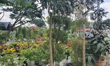 Terreno en Venta en Sector Buijo