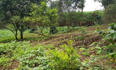 Tanah Bagus di Lembang Bandung barat cocok untuk investasi