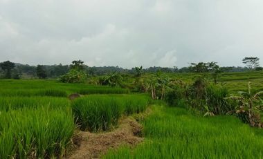 Jual Sawah murah produktif di desa Kertasari bojong Purwakarta