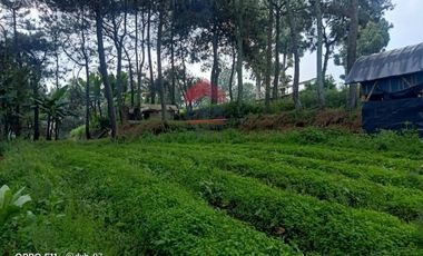 Tanah Kampung Daun Lembang Triniti Bandung