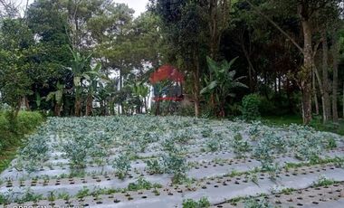 Tanah Kampung Daun Lembang Triniti Bandung