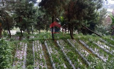Tanah Kampung Daun Lembang Triniti Bandung
