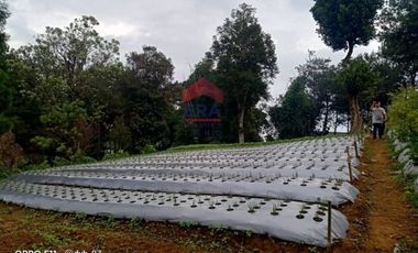 Tanah Kampung Daun Lembang Triniti Bandung