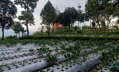 Tanah Kampung Daun Lembang Triniti Bandung