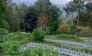 Tanah Kampung Daun Lembang Triniti Bandung