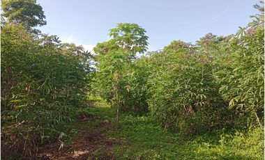 VENTA DE CASA FINCA EN CERETE