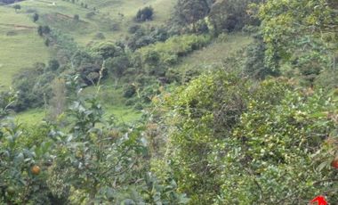 finca en venta en prado. Cod V3556