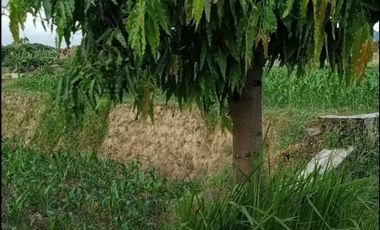 Tanah Cocok Untuk Kavling di Gondang: Murmer