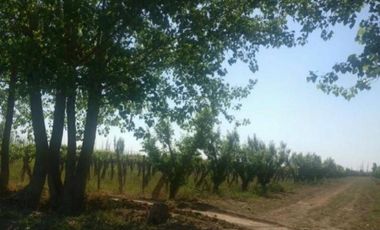 Finca en Venta en Jocolí, Lavalle - Mendoza - Oportunidad Rural 48 Hs