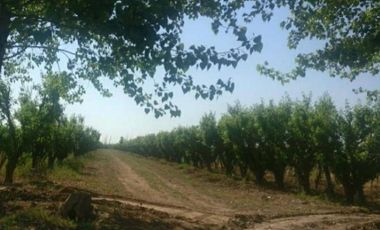 Finca en Venta en Jocolí, Lavalle - Mendoza - Oportunidad Rural 48 Hs