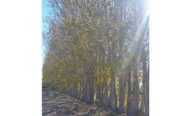 Finca en Venta en Jocolí, Lavalle - Mendoza - Oportunidad Rural 48 Hs